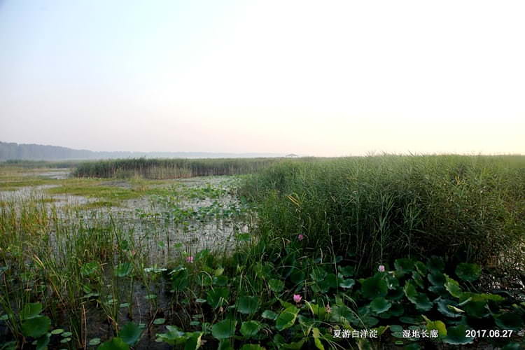 白洋淀免费旅游-从湿地公园眺望白洋淀烧车淀风光