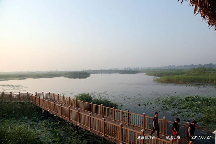白洋淀湿地公园-廊桥-免费旅游