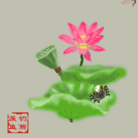 白洋淀荷花图片
