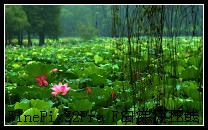 白洋淀荷花什么时候开之白洋淀夏季美景