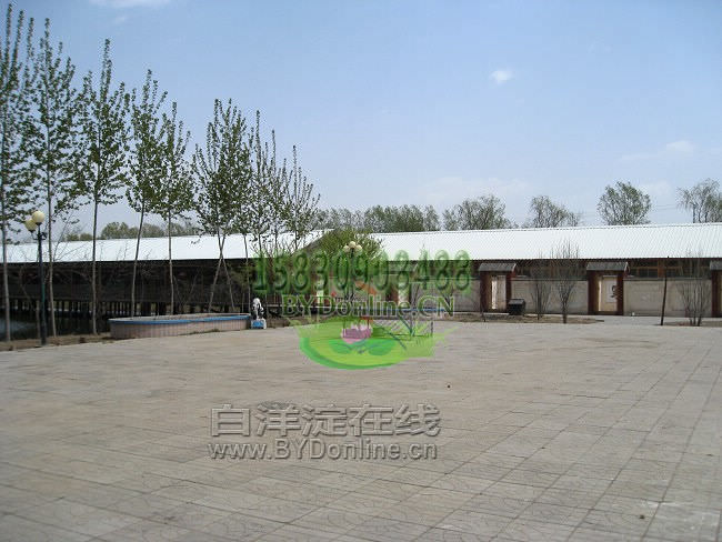 白洋淀农家乐-广场