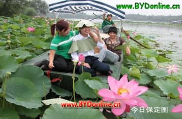 游人在白洋淀十里荷香畅游