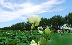 白洋淀一日游行程之白洋淀旅游景点大观园里赏荷