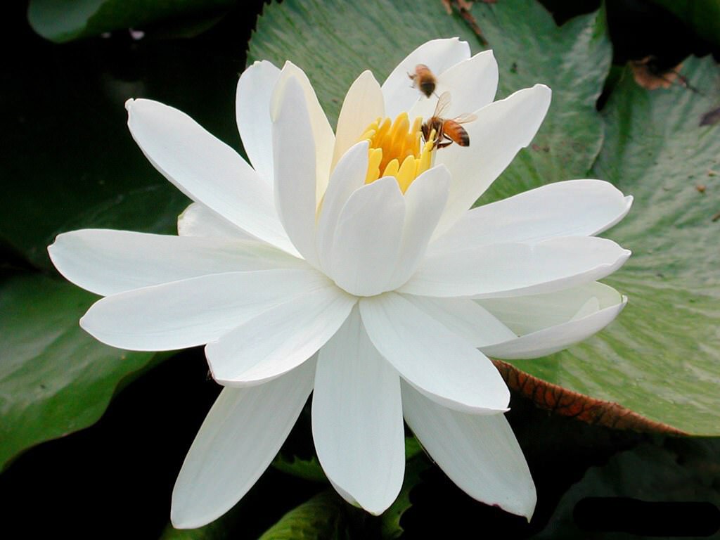 白洋淀荷花－白莲花