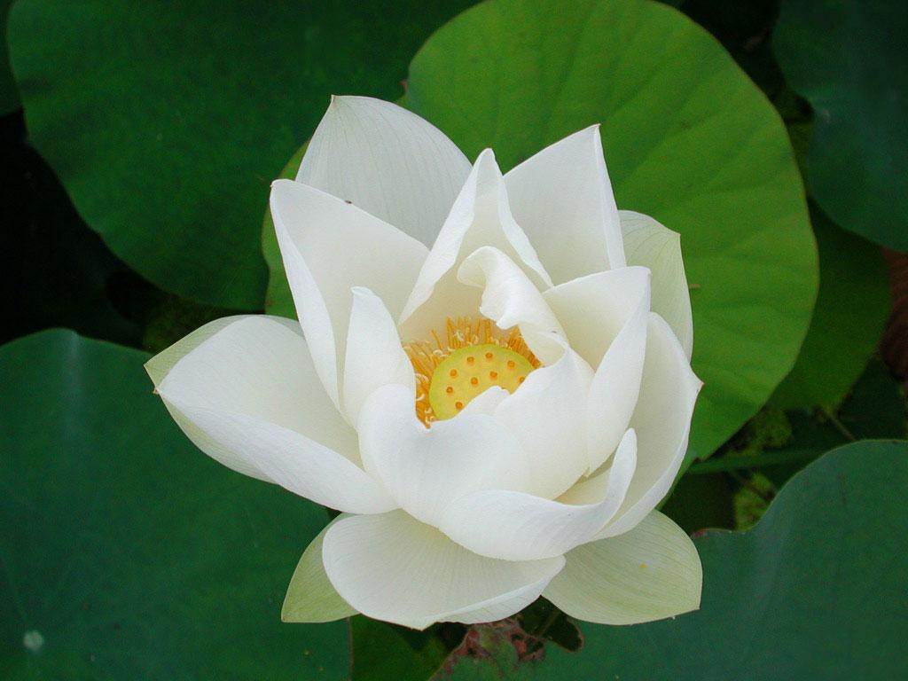 白荷花像白纱衣-白洋淀风光