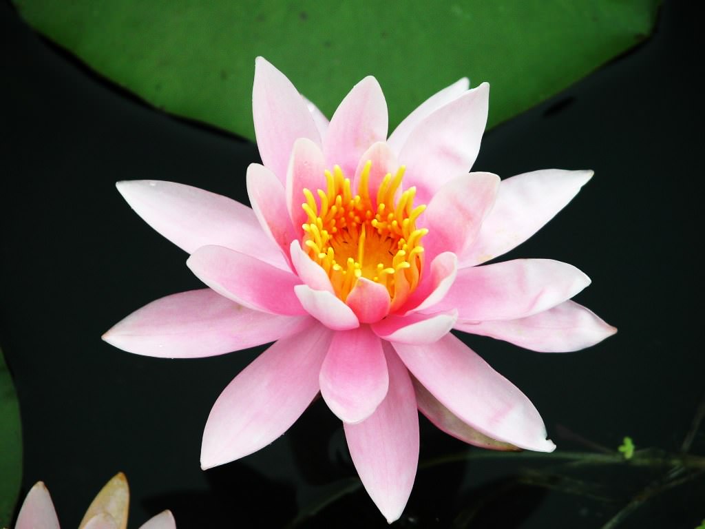 白洋淀荷花－粉色睡莲也叫白花菜