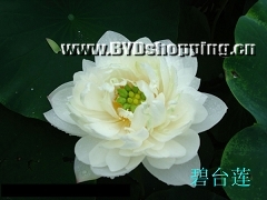 白洋淀碧台莲