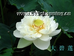 白洋淀大碧莲