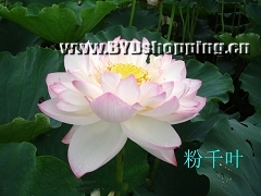 白洋淀粉千叶