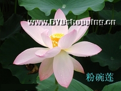 白洋淀粉碗莲