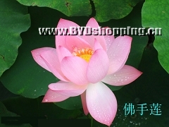 白洋淀佛手莲