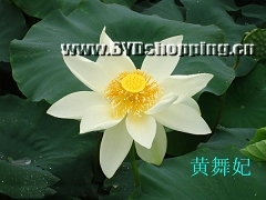 白洋淀黄舞妃