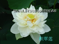 白洋淀积翠莲