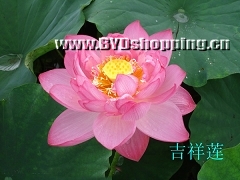 白洋淀吉祥莲