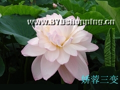 白洋淀娇蓉三变