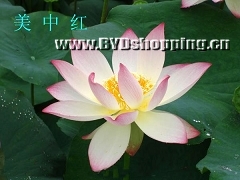 白洋淀美中红